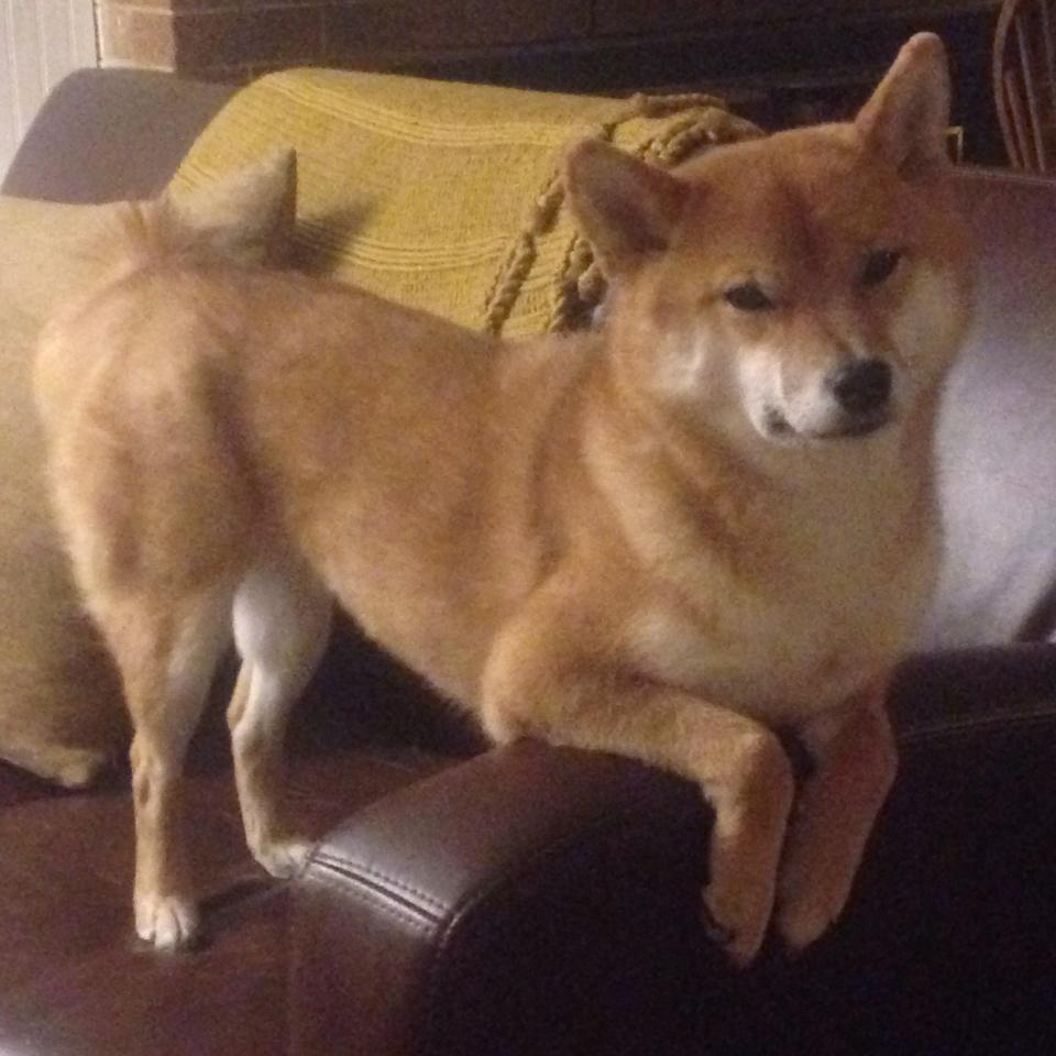 未来青训场馆：智能化、绿色节能成为标配