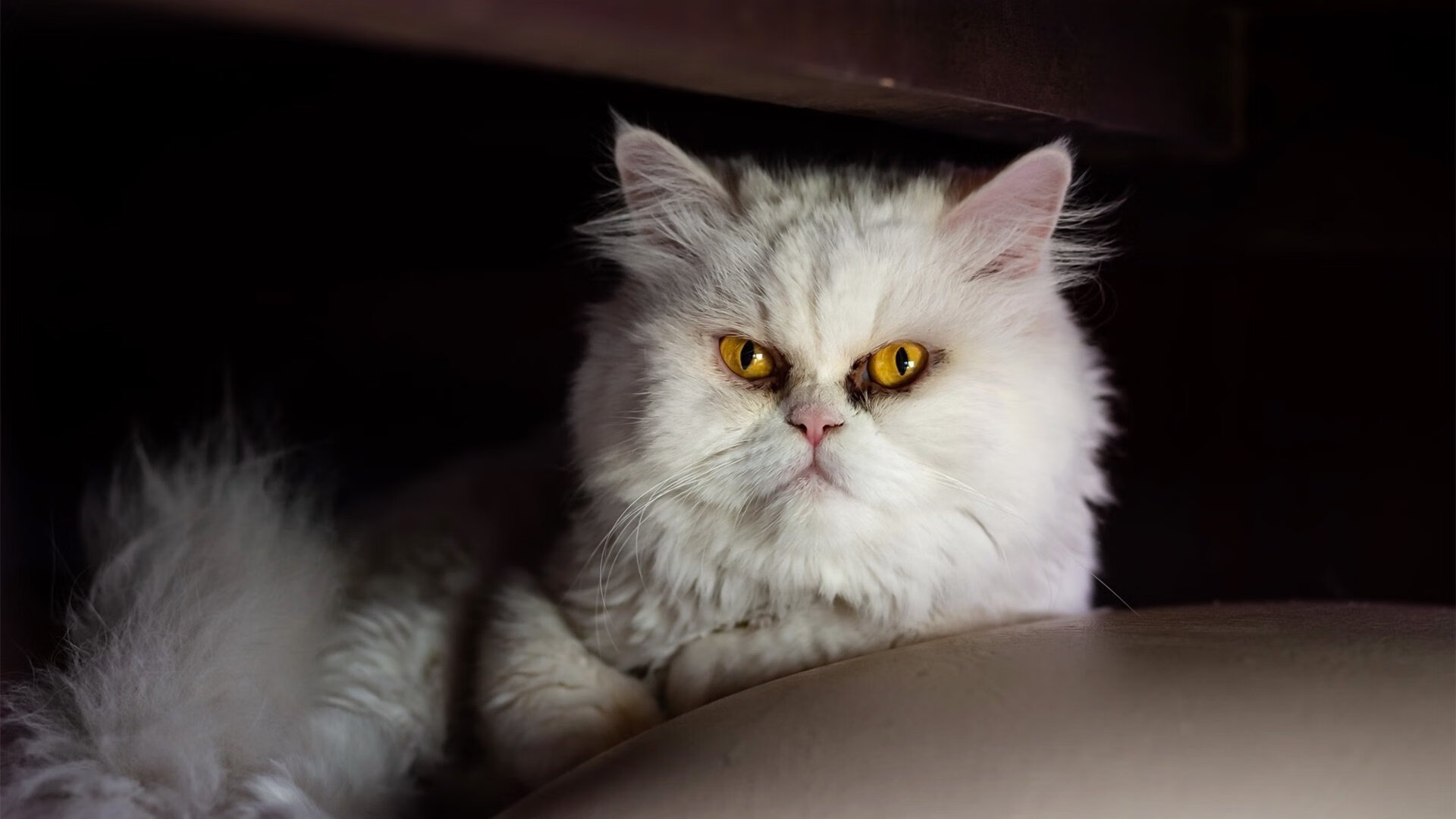 足球大事件：2024世俱杯最值得期待的亮点，2022年国际足联世俱杯