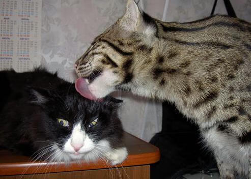 九游下载中心-体育新闻中心上线体育热点内容聚合与推荐平台，体育全部新闻