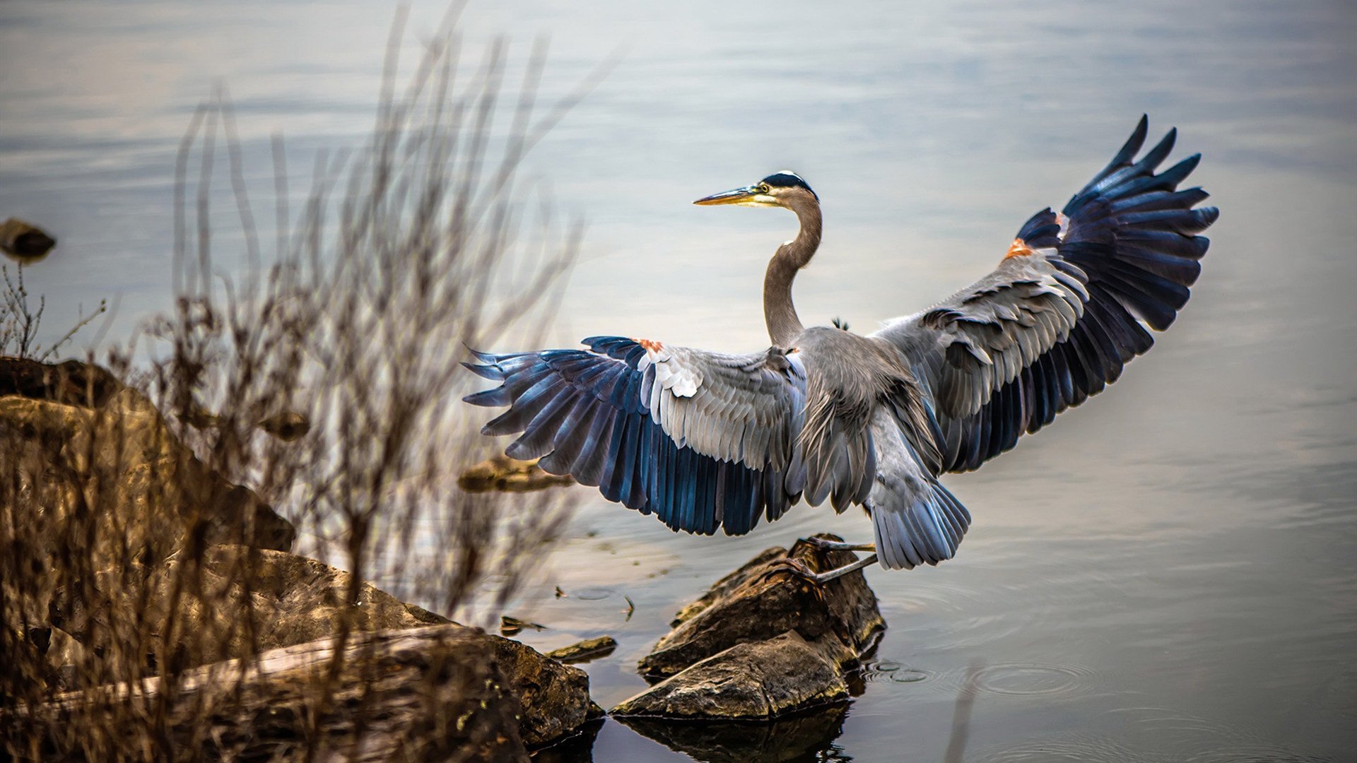皇家社会阵地推进精准打穿对手防区,皇家社会队