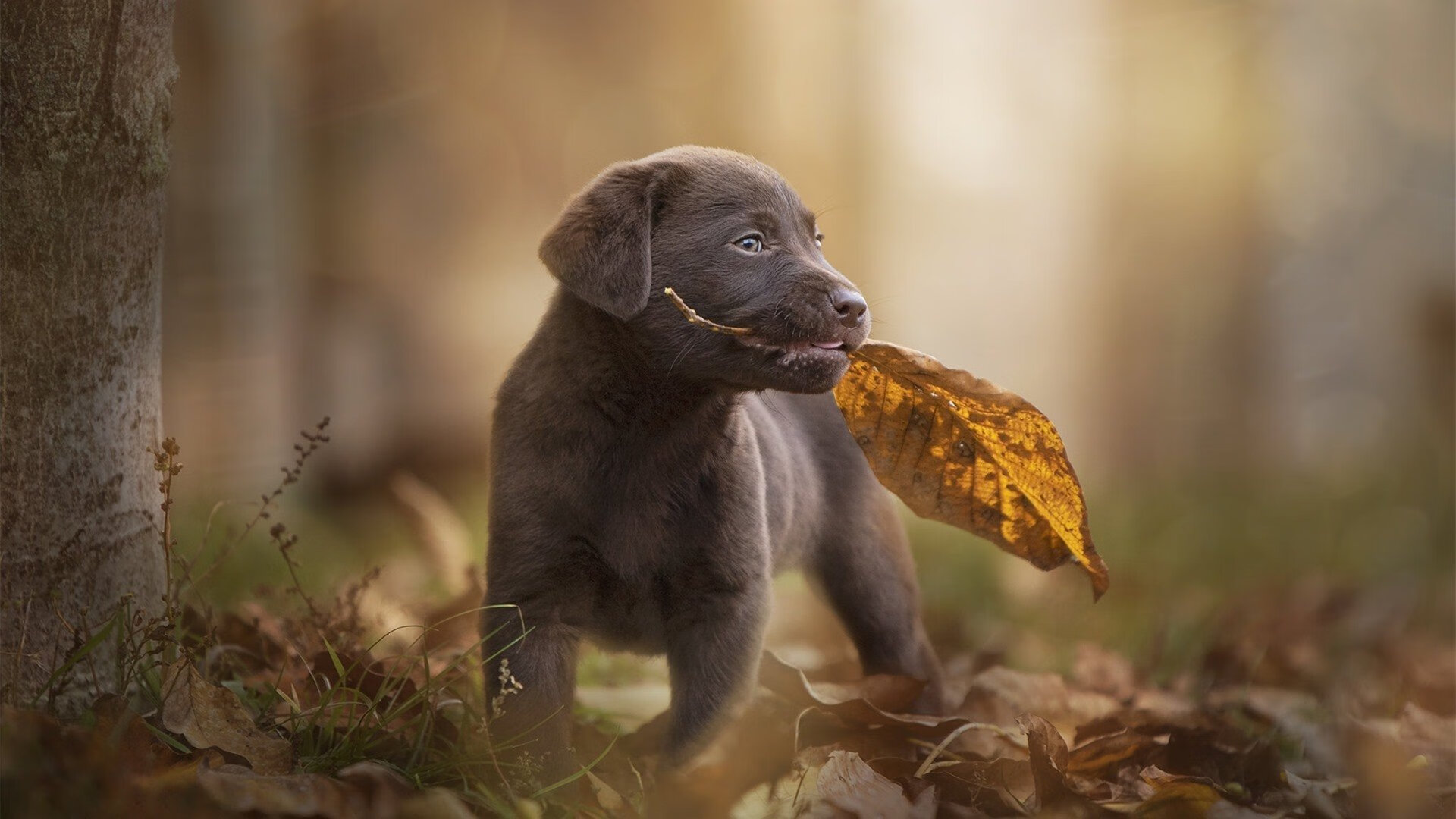 美国队赛制解读：团体赛中的阵容选择与战术执行，美国队员