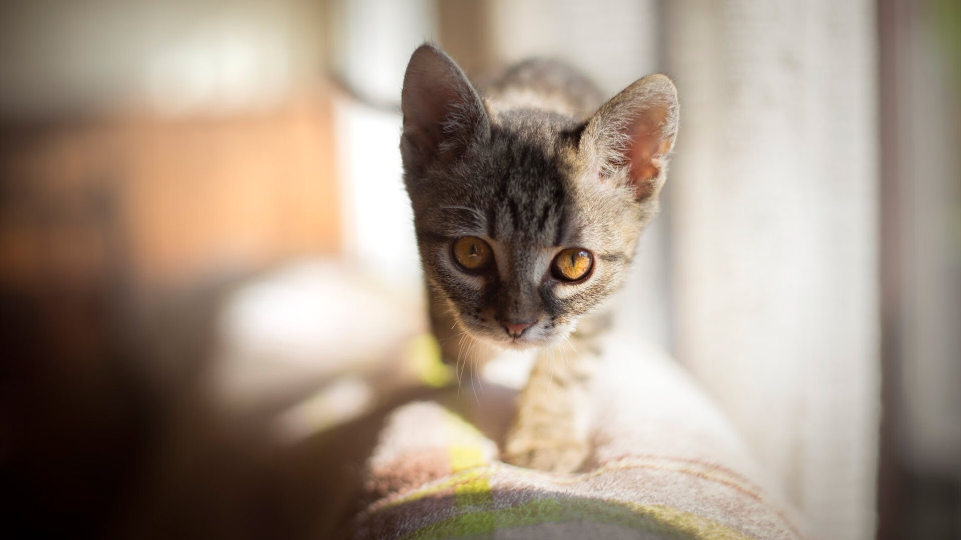 九游正版入口-金牌、最快速度奖齐设，兴隆湖高手争夺，兴隆湖打造花了多少钱