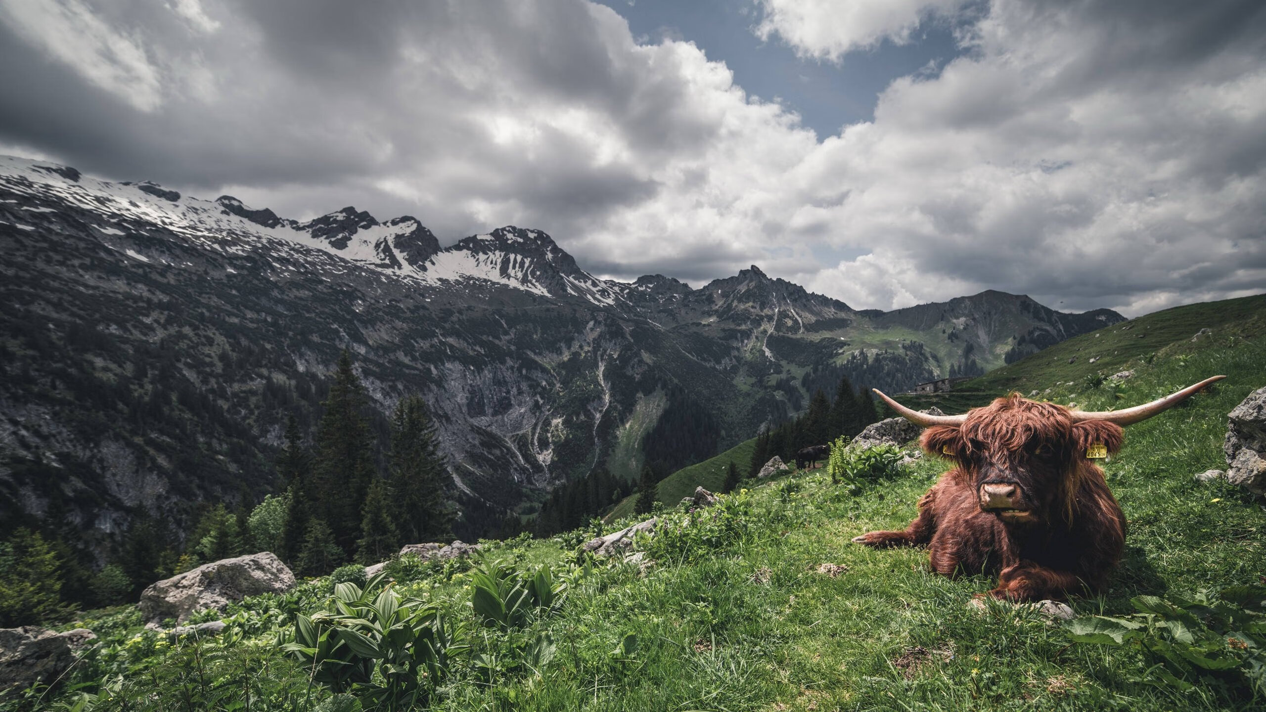 希腊女篮在欧洲锦标赛中再攀高峰,冠军梦不止步,希腊女子篮球超级联赛ds