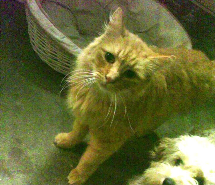 英格兰队在欧洲杯预选赛中表现出色