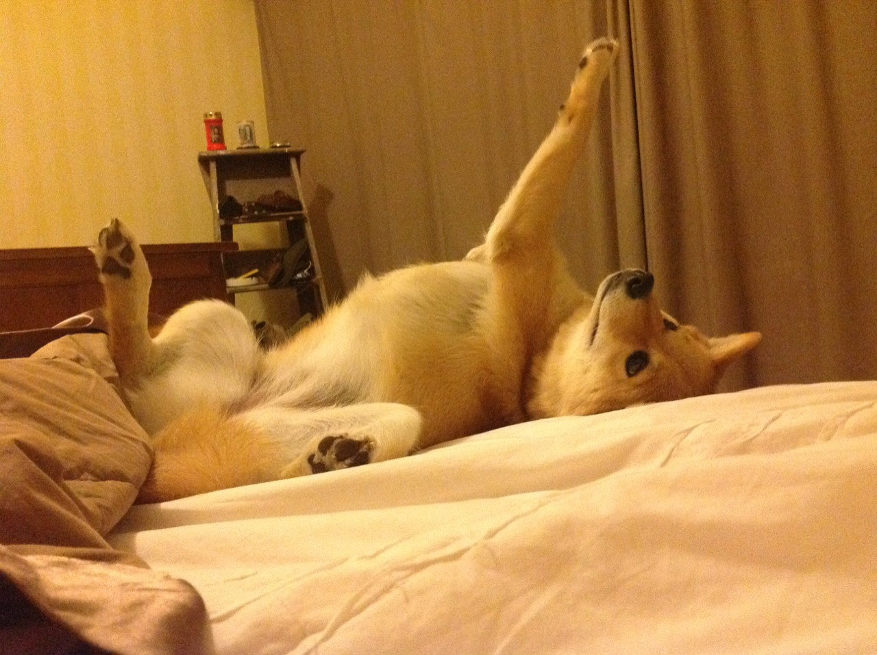 九游APP官网-蝶泳滑行时间占比增长，为成绩添翼，蝶泳划水路线